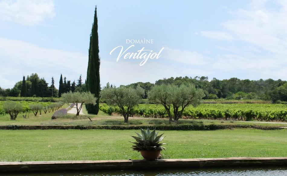 Engagement Écoresponsable : Vers une Viticulture Plus Verte